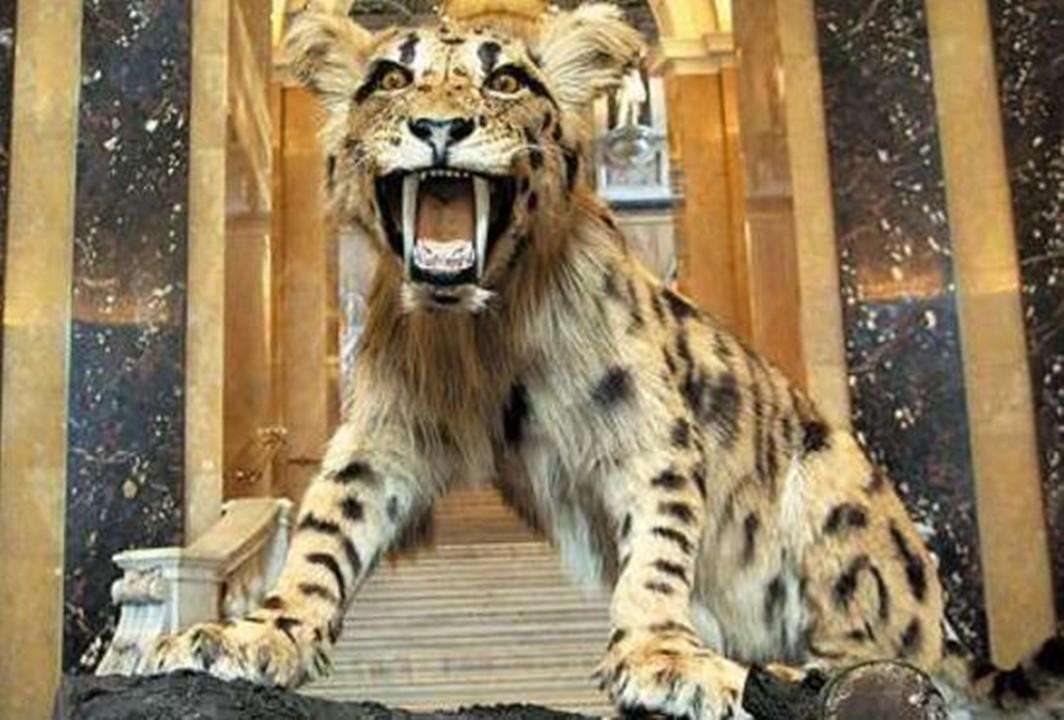 人类曾经的天敌恐猫 恐猫为什么灭绝
