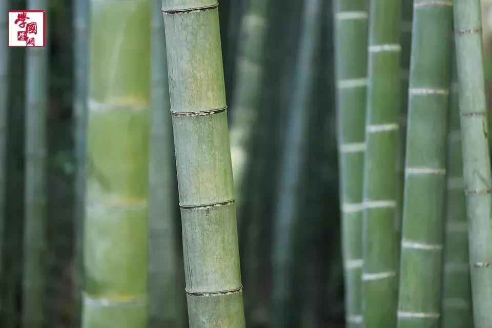 写竹的诗有哪些(关于竹子的古诗大全)